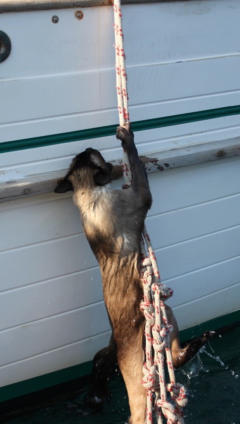 Tekne Kedileri - Kedi Merdiveni