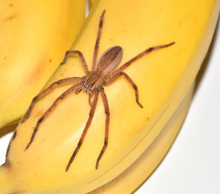 Denizde batil inanclar 10