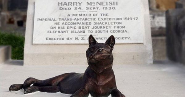 Tekne Kedileri - Henry McNish Grave