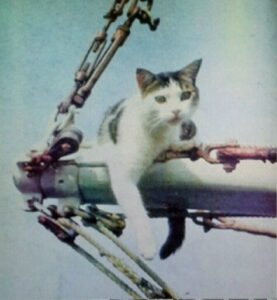 Read more about the article Tekne Kedileri III