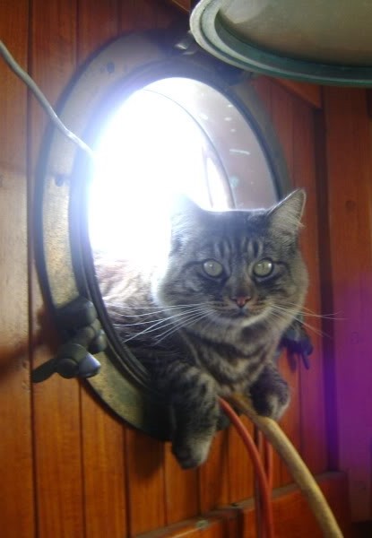 tekne kedileri - lombozdan merhaba